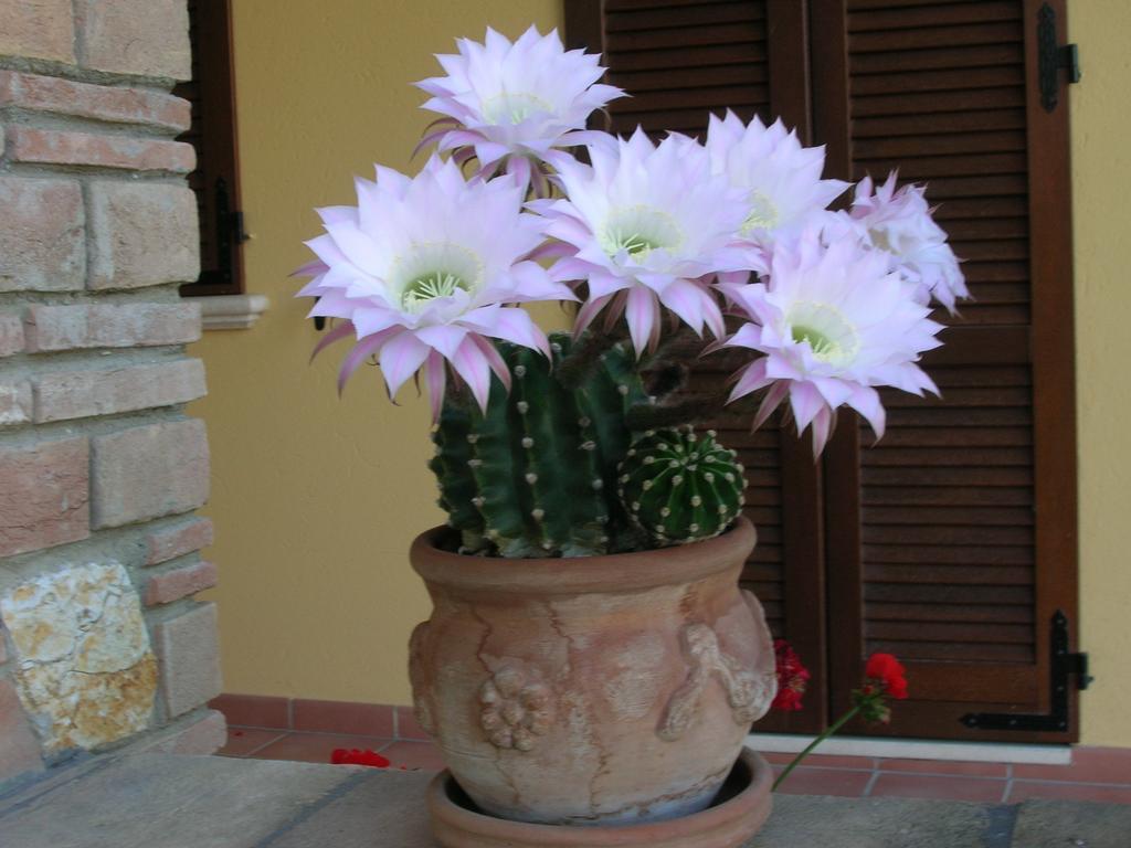 B&B La Casa Fra Gli Olivi Marsciano Ngoại thất bức ảnh